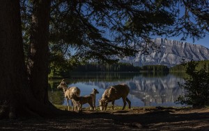 Lakeside 